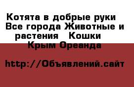 Котята в добрые руки - Все города Животные и растения » Кошки   . Крым,Ореанда